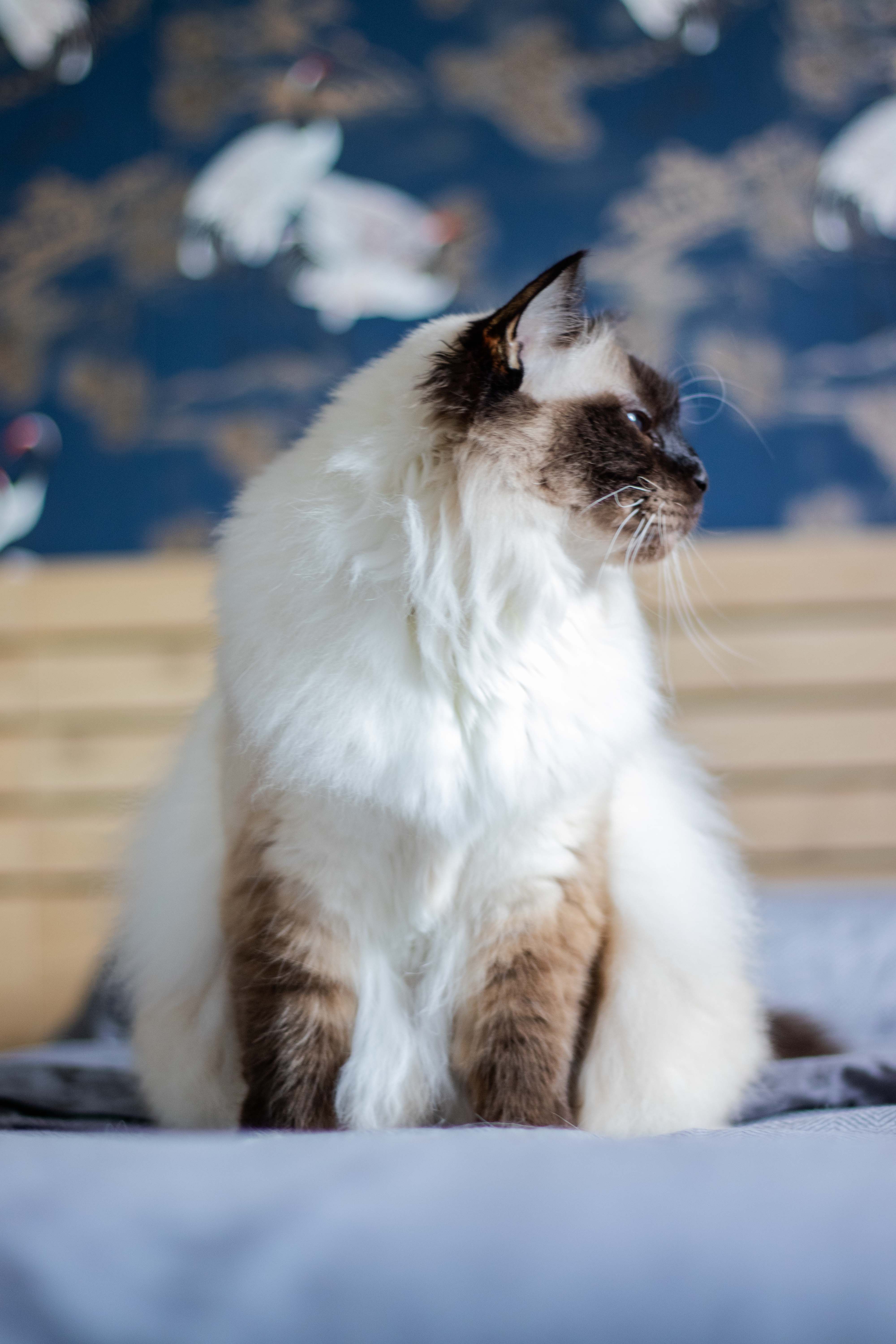 Photo d'un chat de birmanie assis avec la tête tournée à droite